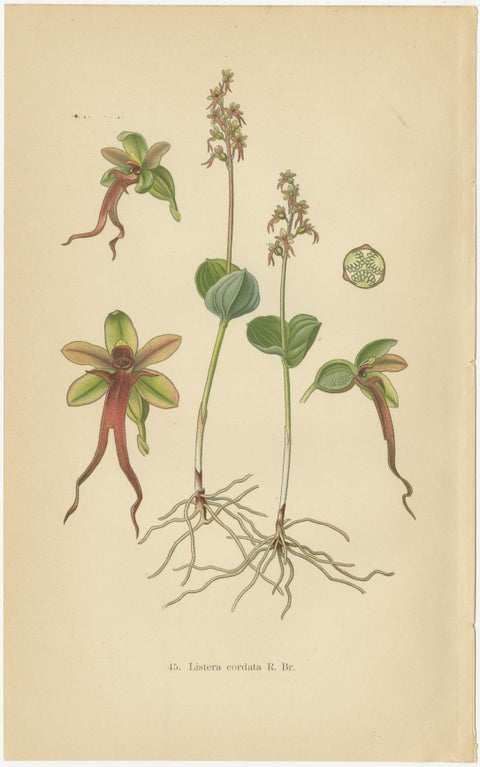 Listera Lore: Botanical Illustrations of Heart-Leaved Orchids from 1904, view 2