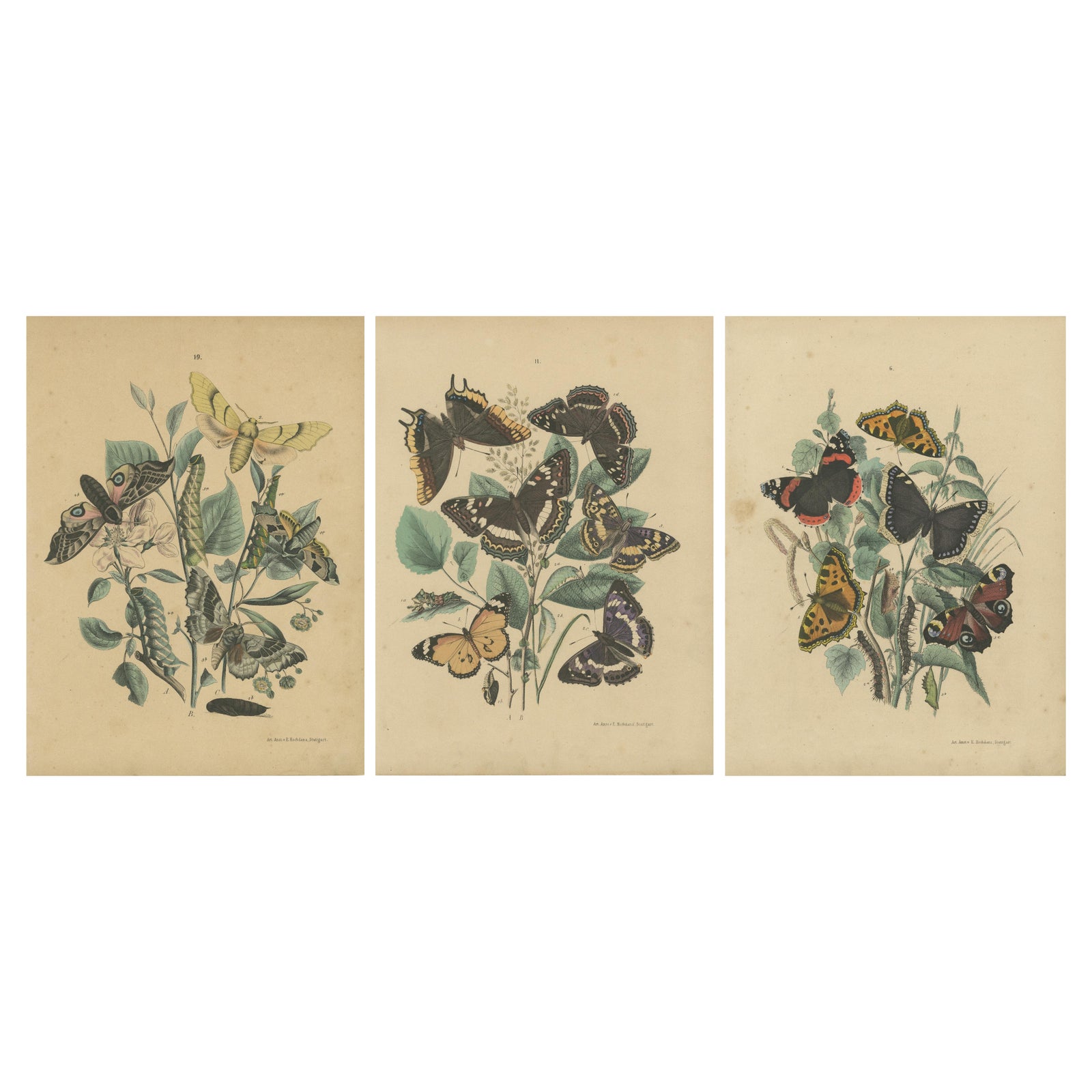 Exquisite 19th-Century Butterfly Lithographs: A Study of Exotic Lepidoptera