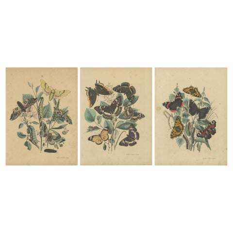Exquisite 19th-Century Butterfly Lithographs: A Study of Exotic Lepidoptera