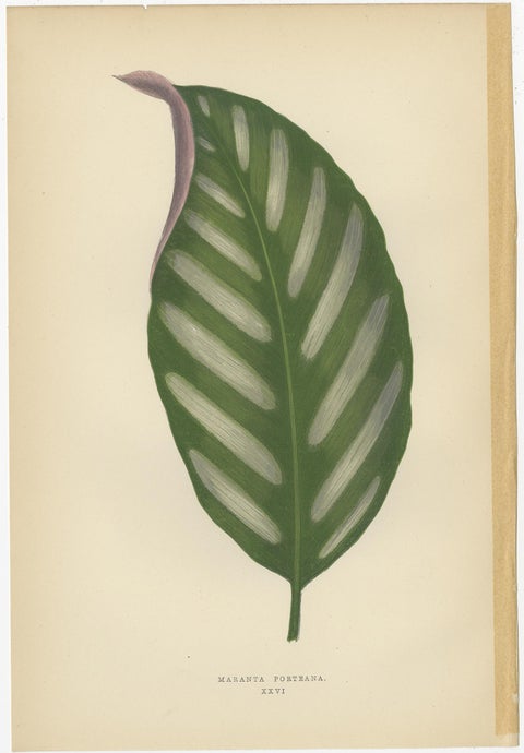 Set of 6 Botany Prints - Gesnera Cinnabarina - Dracaena Perrea (1891), view 2