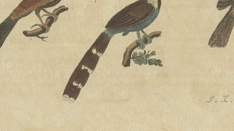 Eight Cuckoos from Around the World, Antique Bertuch Print, circa 1805, close-up 2