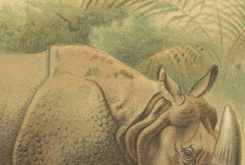 Indian Rhinoceros, Antique Natural History Chromolithograph, 1894, view 3