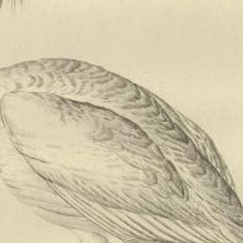 Life-Sized Spoonbill Print, Dutch Ornithology by Sepp and Nozeman, 1789, close-up 2