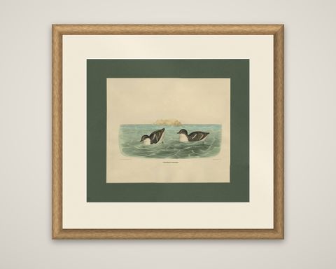 Antique Bird Print of Least Auk made after D.G. Elliot, 1869, shown framed