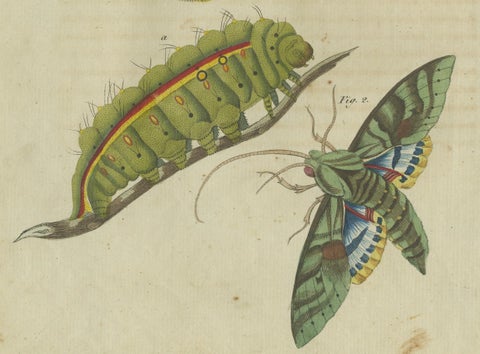 Splendid Saturn Moth and Green Hawkmoth: Exquisite Insects from a 1805 Work, close-up 2