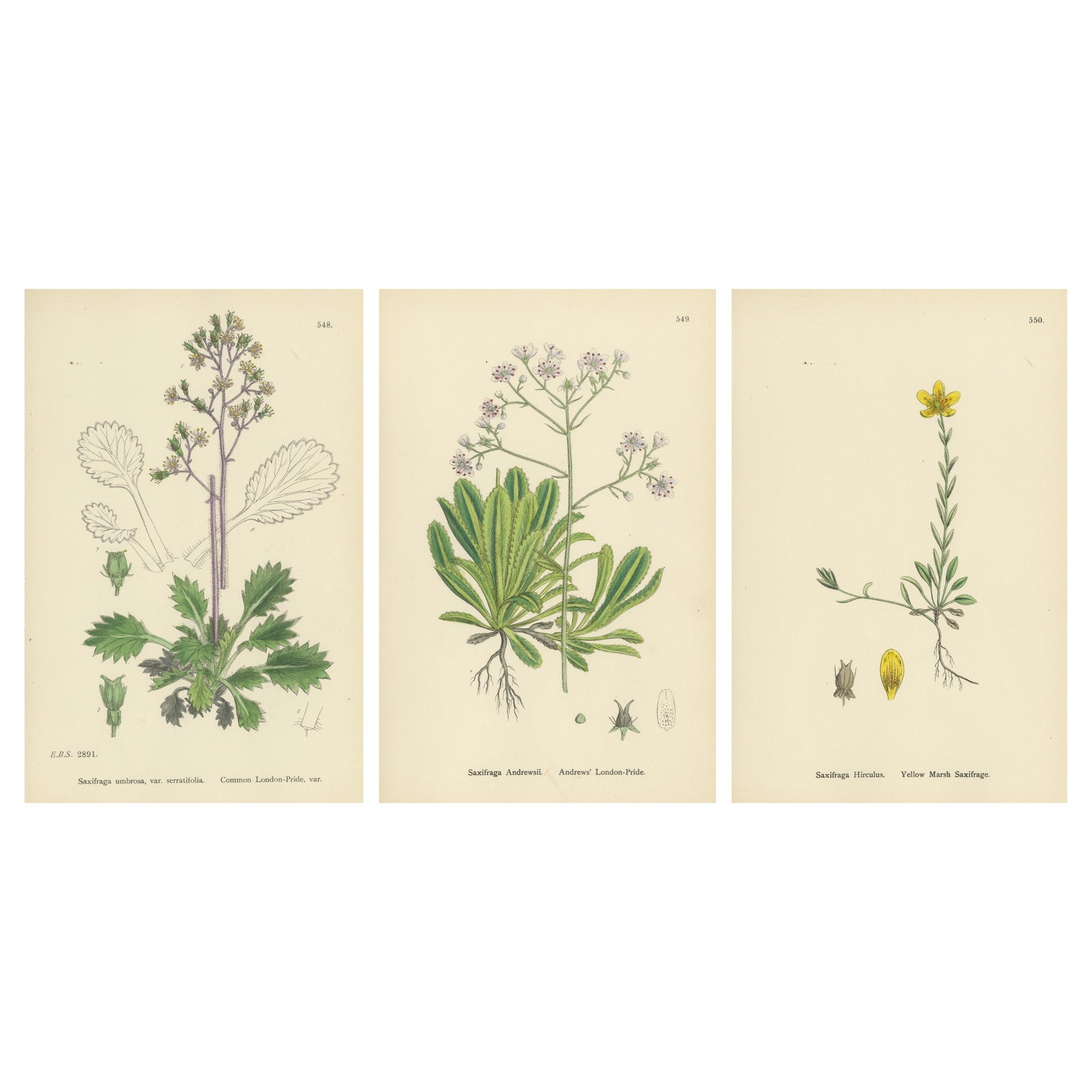 Botanical Engravings of London-Pride Varieties and Yellow Marsh Saxifrage, 1902