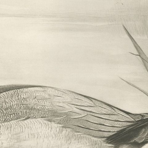 Pochard, Antique Bird Print after Lilian Medland, circa 1909, close-up 2