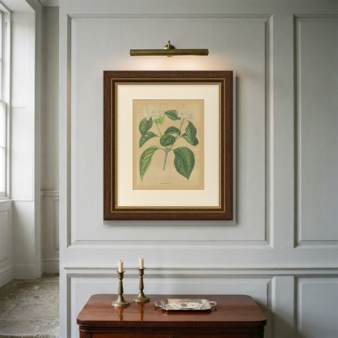 Viburnum Macrophyllum, Flowering Branch on Buff Ground, 1859, shown framed on a wall