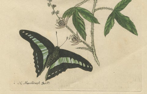 Exotic Botanicals and Rare Butterflies, Hand-Colored Dutch Prints from 1775, close-up 2