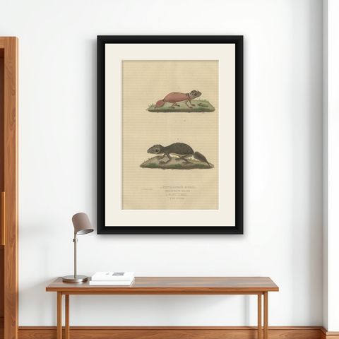 Old Hand-Colored Print of an Australian Thick-tailed Gecko and a Leaftail Gecko, shown framed on a wall