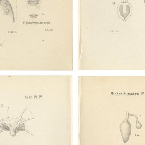 Antique Scientific Plates of Leeches, Worms, Spiders & Microscopic Anatomy, 1887, close-up 2