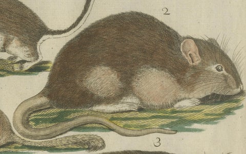 Hand-Colored Antique Illustrations of Various Rodent-like Animals, circa 1820, close-up 4