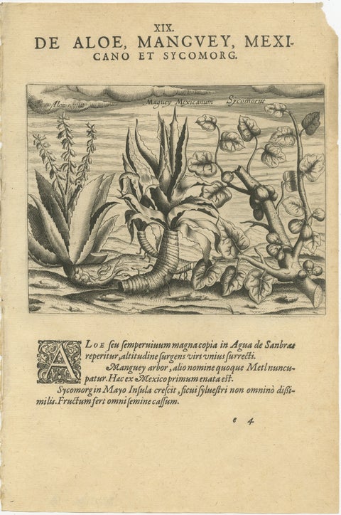 New World Flora: Aloe, Maguey, and Mexican Plants in De Bry's 1601 Work, view 2