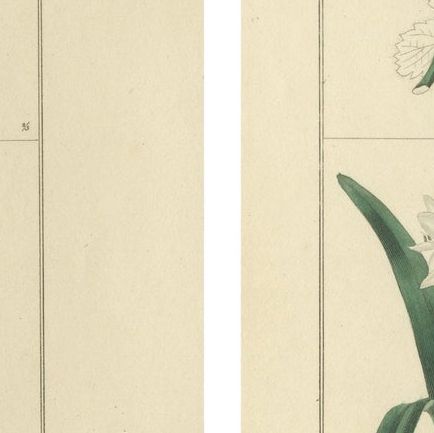 Pair of Hand-Colored Botanical Engravings of Decorative Garden Flowers, 1828, close-up 1