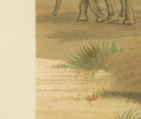 African Elephant, Antique Wildlife Chromolithograph, Royal Natural History 1894, view 8