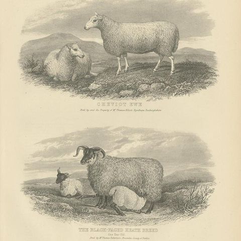 Set of 5 Antique Prints of Farm Animals Cow, Bull, Sheep, Pig, circa 1879, close-up 1