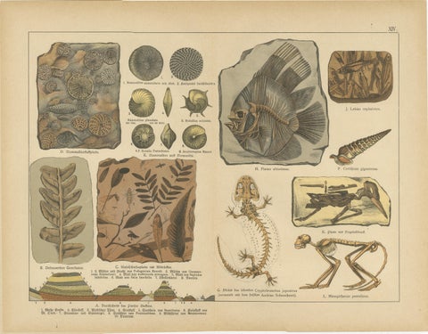 Antique Fossil Chromolithographs, Marine Life, Plants & Vertebrates, c.1880, view 3