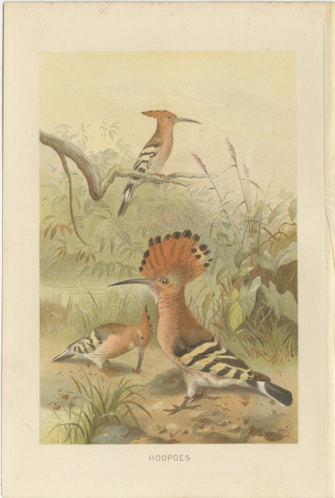 Set of 3 Antique Bird Lithographs, Starlings Weaver Hoopoe, 1895, view 4