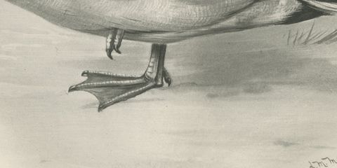 Dabbling Duck, Antique Bird Print after Lilian Medland, circa 1909, close-up 1