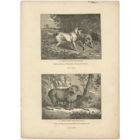 Antique Print of Terriers and Merino Sheep, 1835, view 2