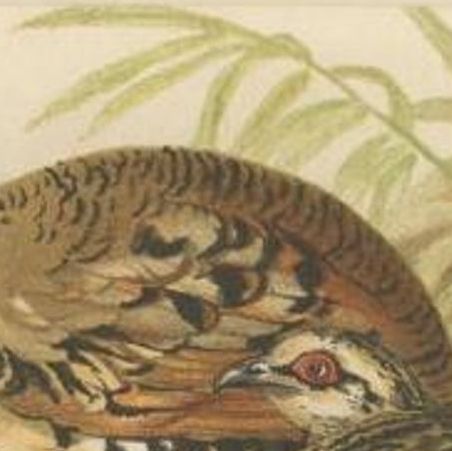 Antique Bird Print of the Brown-Breasted Hill Partridge by Hume & Marshall, 1879, close-up 1