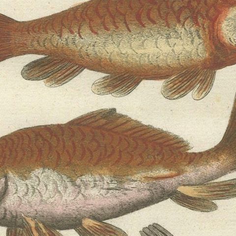 Exotic Goldfish of China: An 18th-Century Hand-Colored Copper Engraving, c.1773, close-up 5