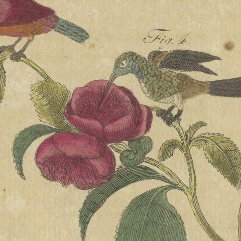 Exotic Finches and Hummingbird, Antique Bertuch Print, Vienna, circa 1805, close-up 1