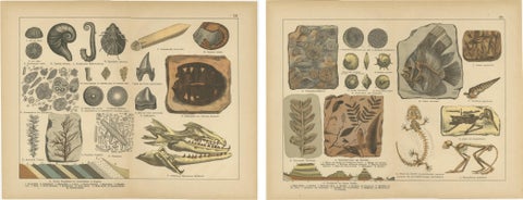 Antique Fossil Chromolithographs, Marine Life, Plants & Vertebrates, c.1880, view 4