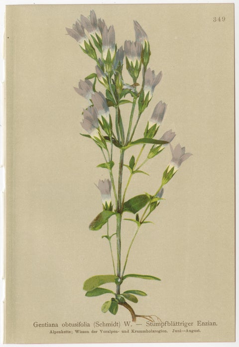 Antique Botanical Prints Alpine Gentians Set of 8, Chromolithographs, 1897, view 6