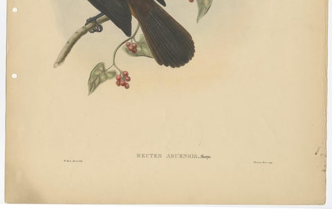Antique Bird Print of the Aru-Island Wood-Shrike by J. Gould, circa 1875, view 5