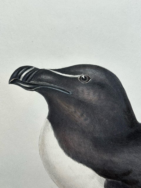 Elegant Hand-Colored Print of the Razor-Bill Auk by John Gould, c.1832, view 7