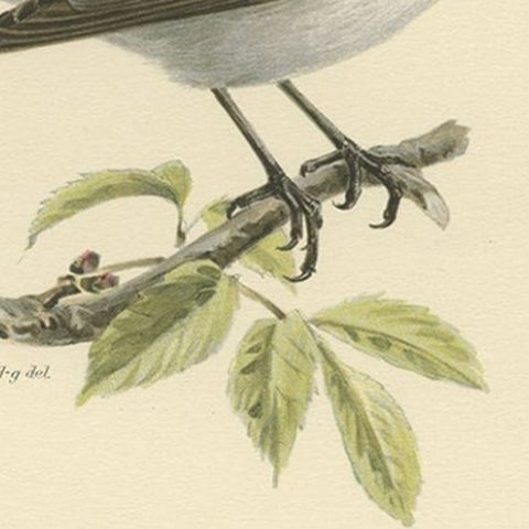 Original Old Bird Print Depicting the White-Collared Flycatcher, 1927, close-up 2