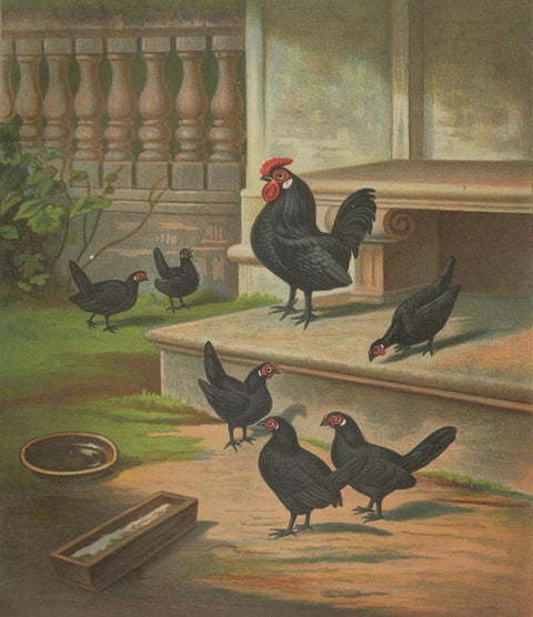 The Elegant Black Bantams - A Rare 19th Century Poultry Lithograph, close-up 4