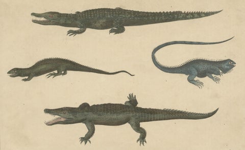 Antique Print of Various Reptiles like a Crocodile, Iguana, Lizzard, c.1852, close-up 1