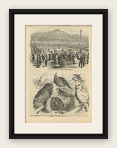Antique Print of Prize Birds at the Crystal Palace Show, 1866, shown framed