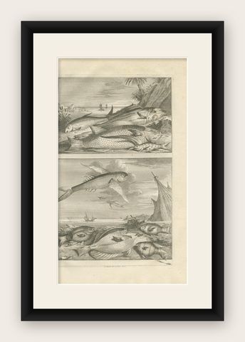 Untitled Antique Print of Fish Species No. 451, Indonesia, 1726, shown framed