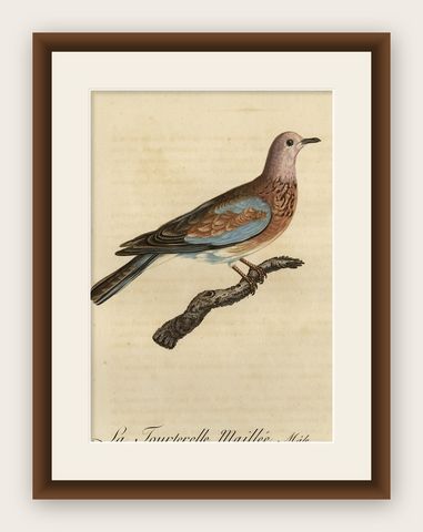 Original Antique Handcolored Bird Print of a Male Laughing Dove, 1803, shown framed