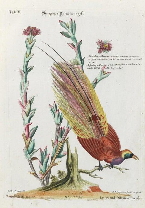 Stunning Birds of Paradise from Seligmann's Rare Birds Collection (1770-1773), view 3