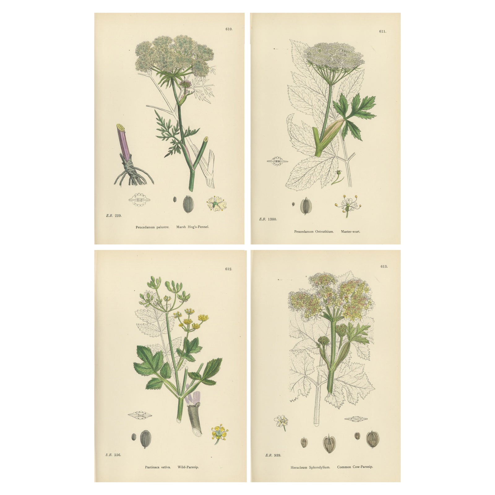 Four Antique English Botanical Herb Prints, Elegant Green Umbellifers, 1902
