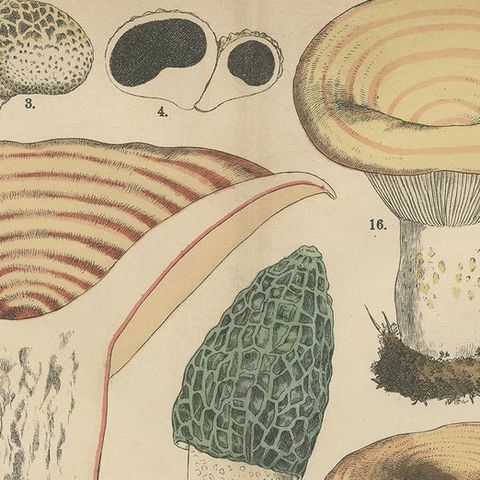Morel & Funnel Mushrooms, Antique Botanical Lithograph by Fünfstück, 1885, close-up 6