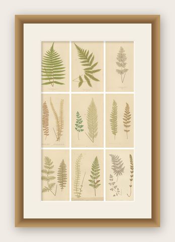 Victorian Fern Botanical Prints, Exotic Decorative Plant Studies Set 1856, shown framed