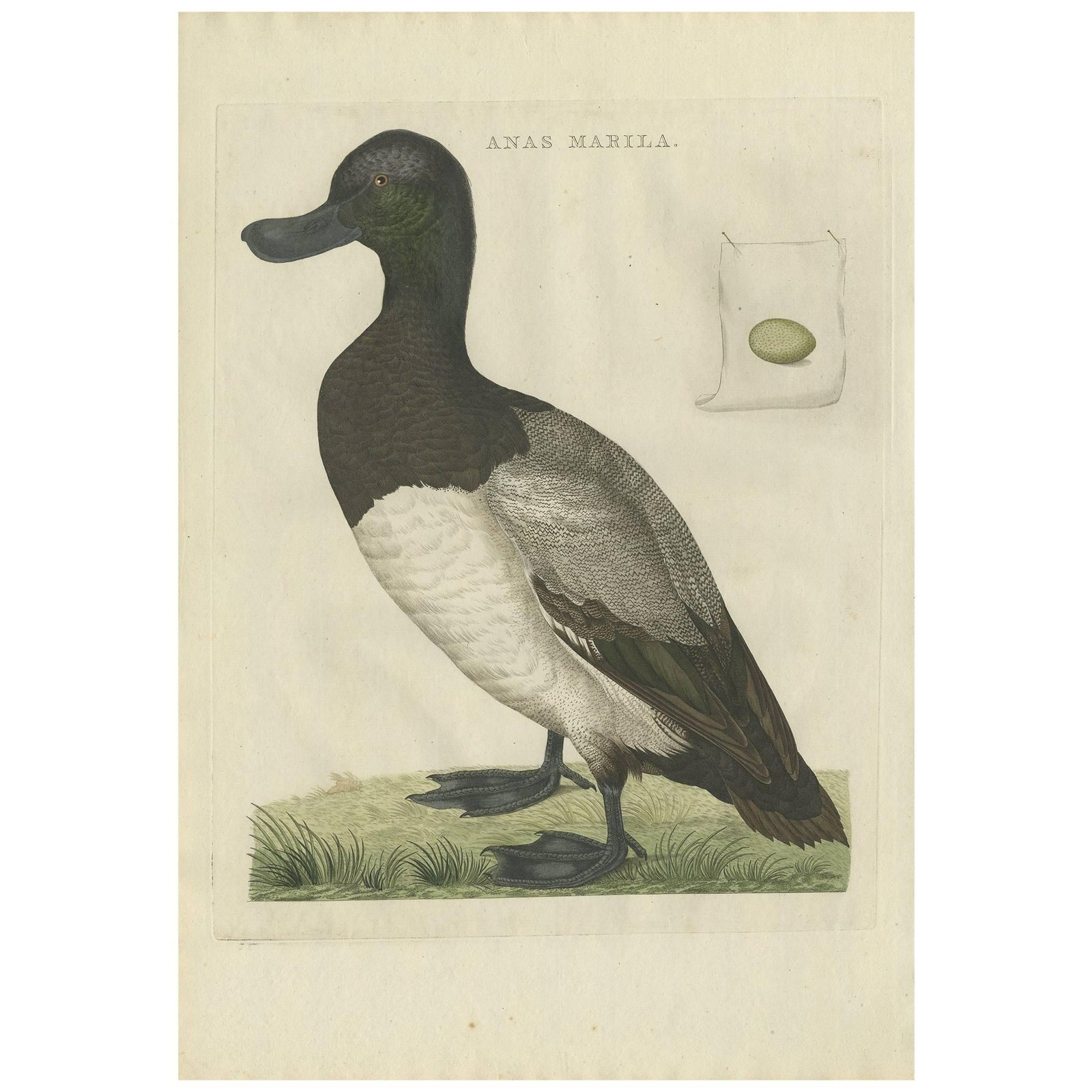 Greater Scaup, Antique Bird Engraving Anas Marila by Nozeman and Sepp, 1770