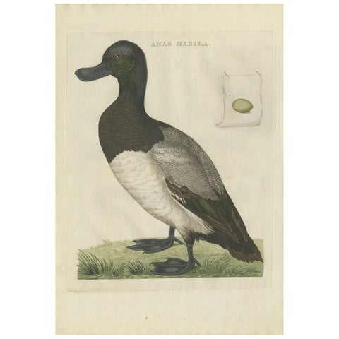 Greater Scaup, Antique Bird Engraving Anas Marila by Nozeman and Sepp, 1770
