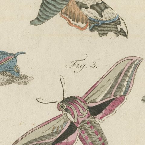 Elephant Hawk Moth and Hawk Moth Caterpillars, Antique Bertuch Print, circa 1805, close-up 4