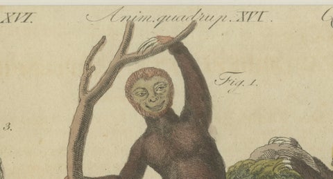 Antique Monkeys & South American Anteaters Engraving, Bertuch, c.1800, close-up 1