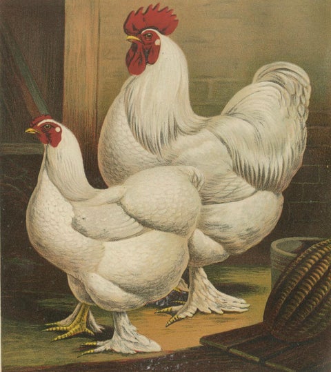 The Elegant White Cochinchina - A Rare 19th Century Poultry Lithograph, close-up 5