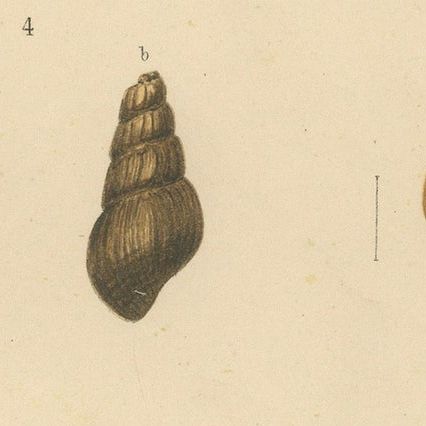 Antique Shell Print of Sumatran Snails, Helicarion, Pupina, Melania c.1887, close-up 5