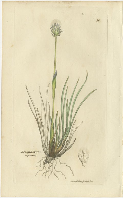 Set of 8 Antique Botanical Engravings of Bulrush, Cottongrass & Arrowgrass, 1830, view 7