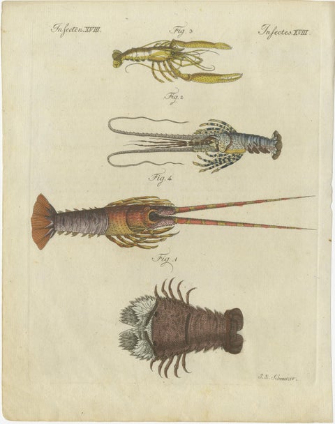 Original Antique Print of a various Lobster and Shrimp, view 2