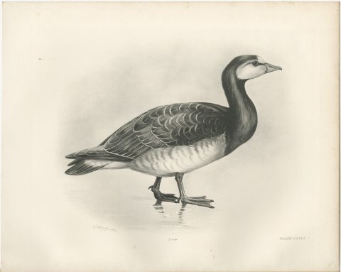 Barnacle Goose Standing at the Water's Edge after Lilian Medland, c. 1909, view 2